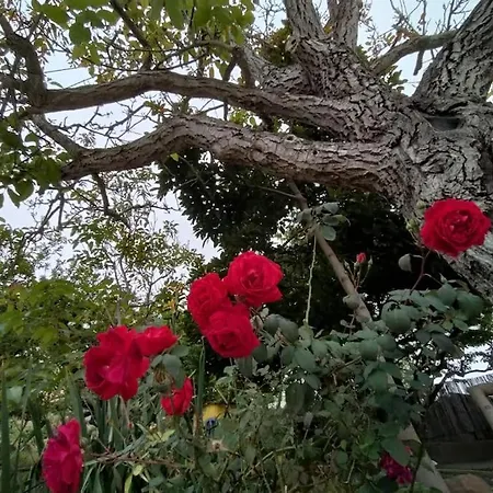 Casa Nogal Semesterbostad La Matanza De Acentejo